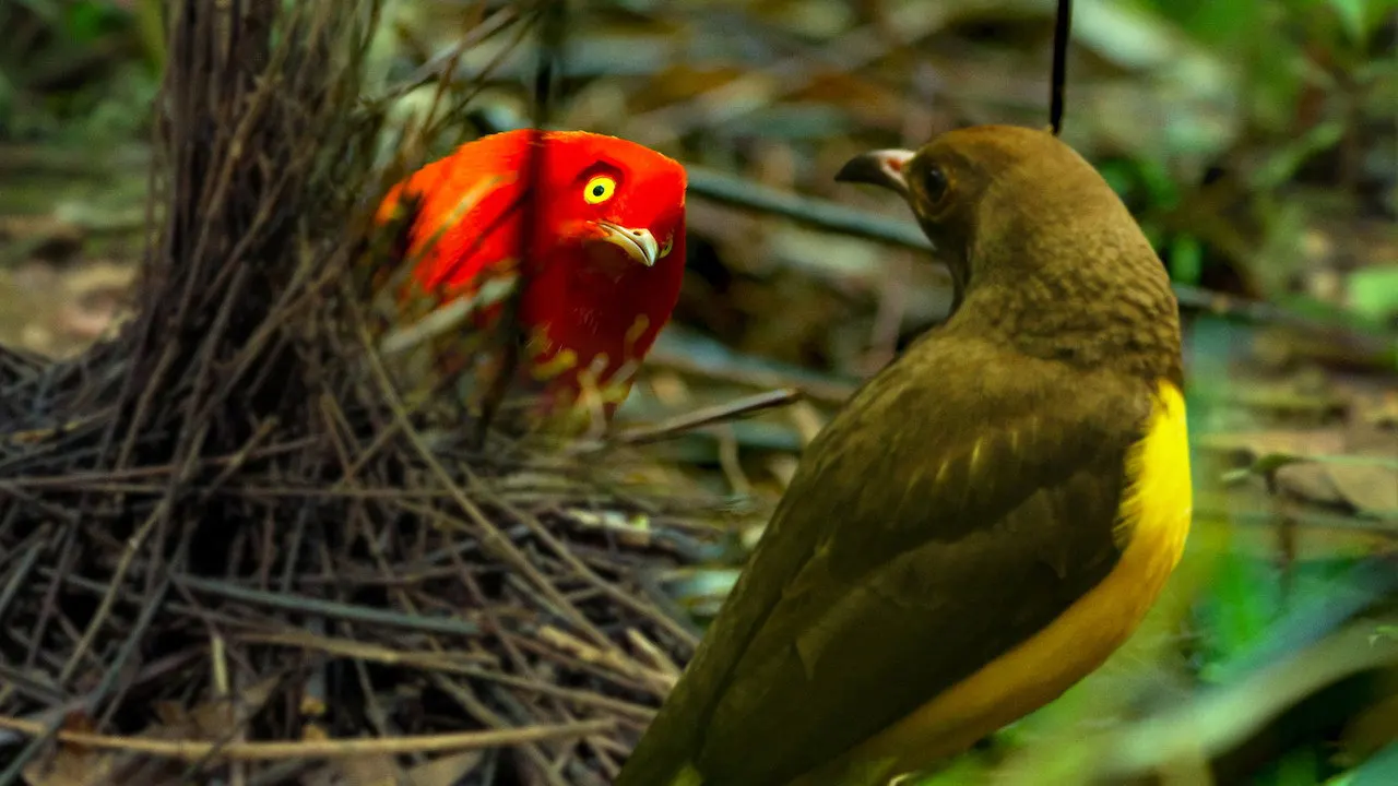 Watch Dancing with the Birds