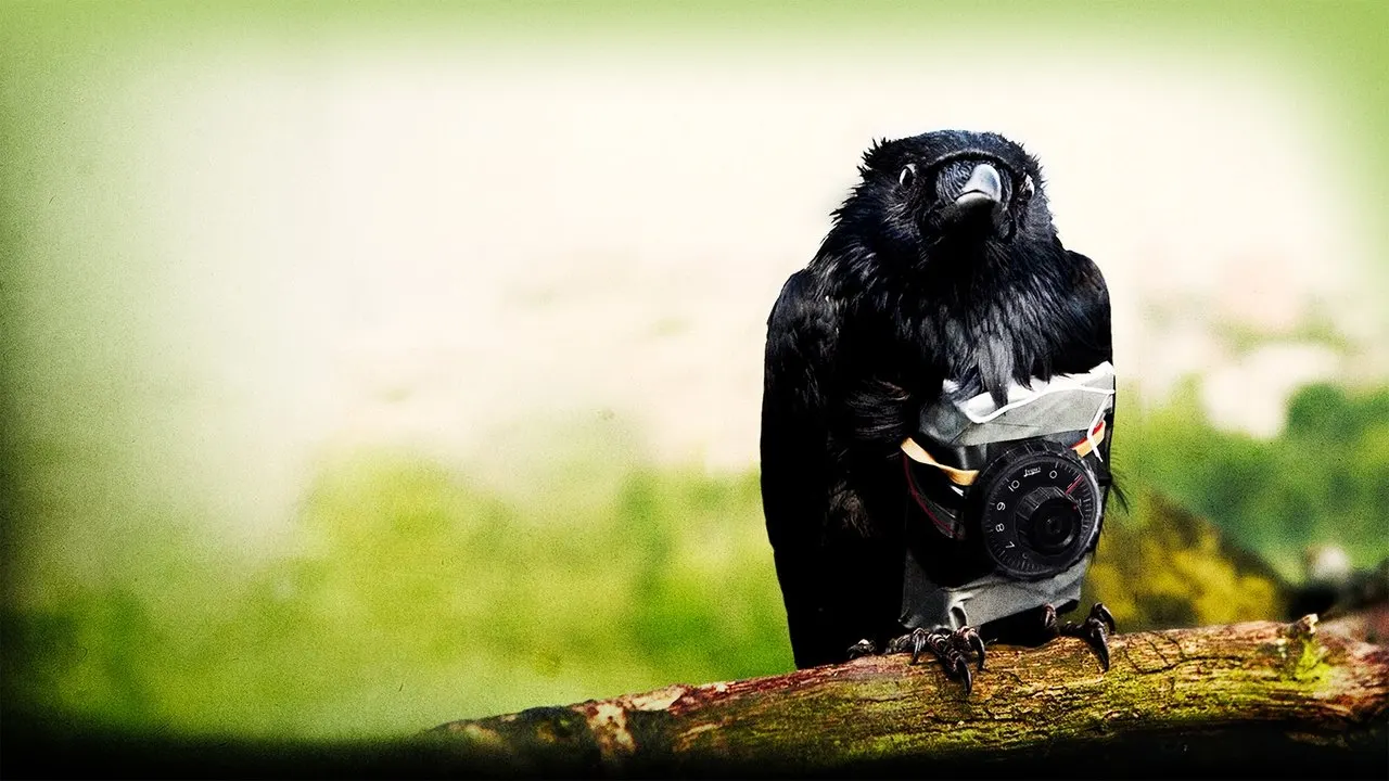 Watch Four Lions