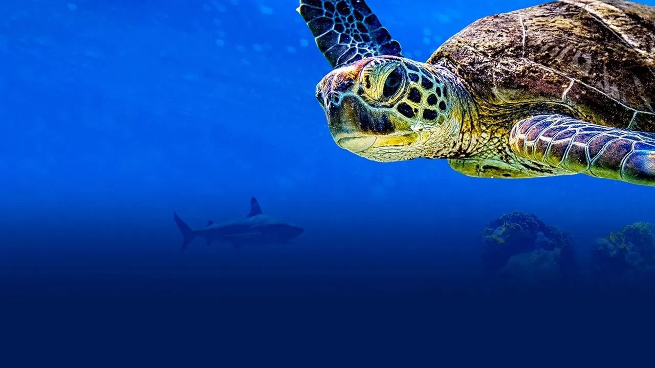 Watch Turtle Odyssey